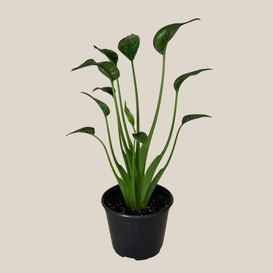 Alocasia Tiny Dancer (Alocasia Brisbanensis x Alocasia Odora &