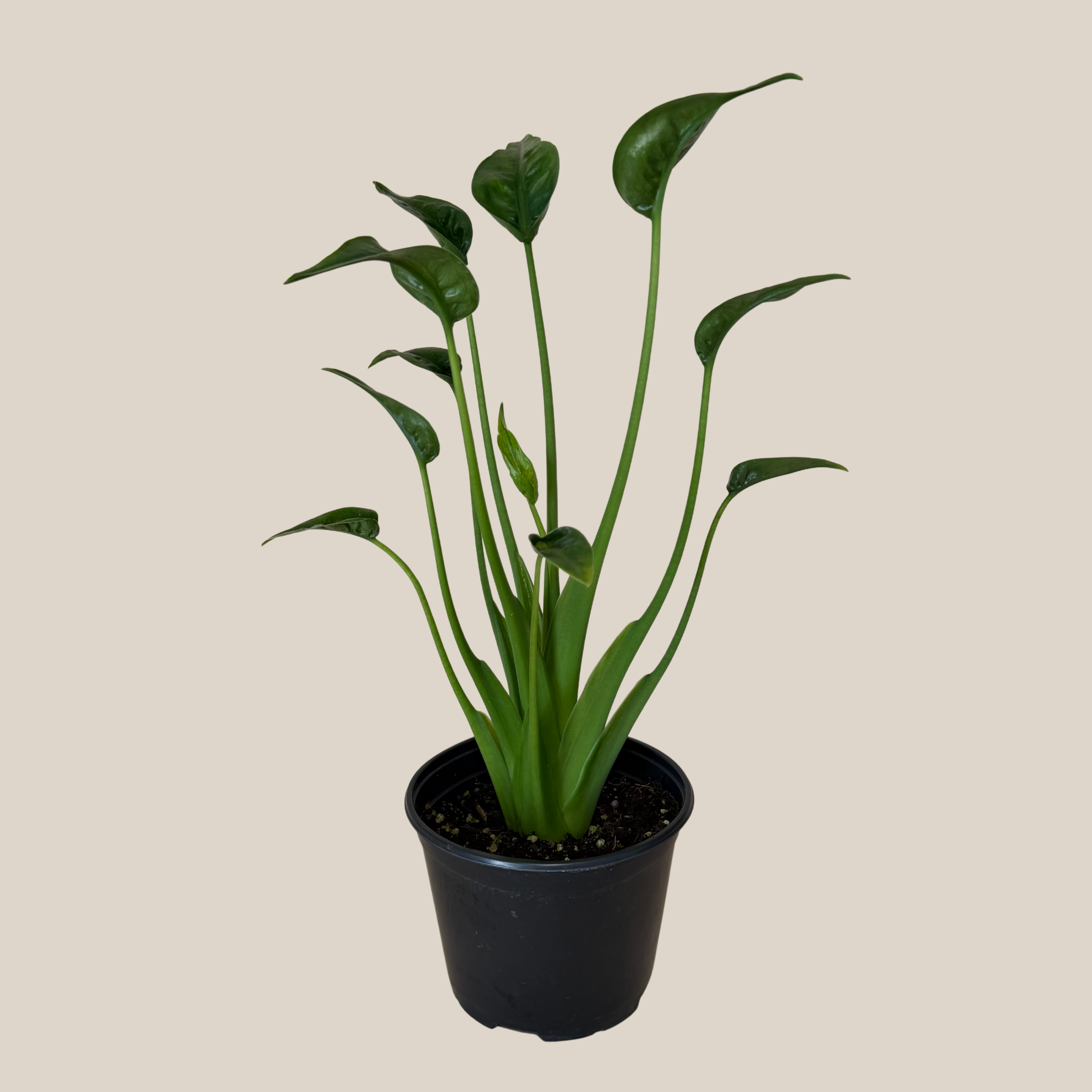 Alocasia Tiny Dancer (Alocasia Brisbanensis x Alocasia Odora &
