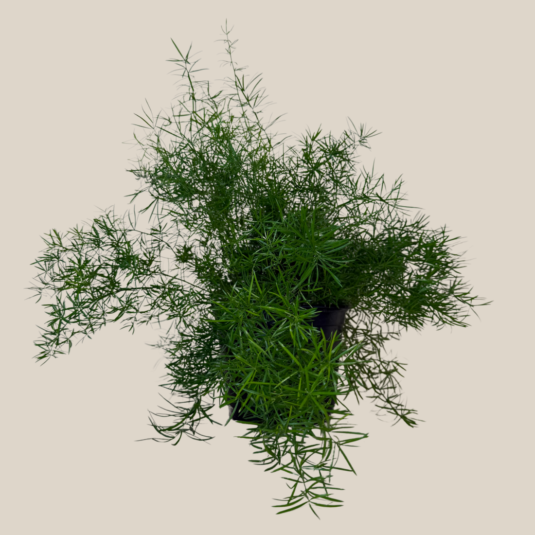 Sprenger&