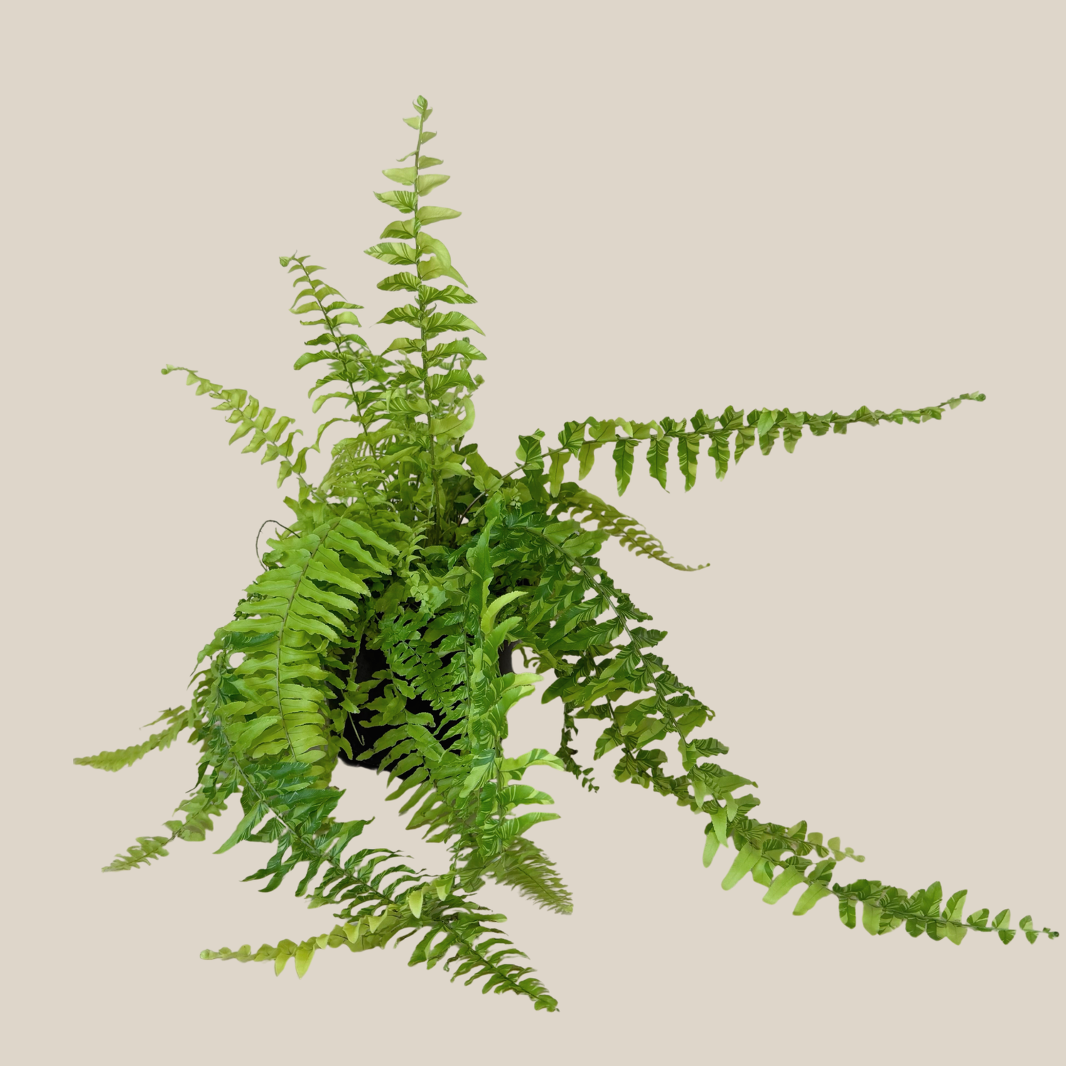 Tiger Stripe Boston Fern (Nephrolepis Exaltata &