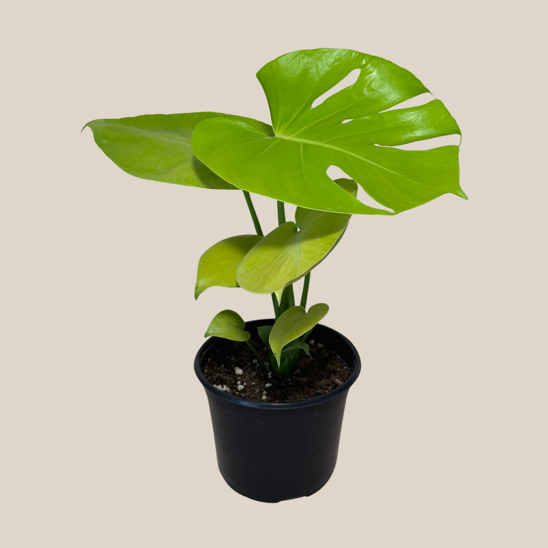 Monstera Super Golden (Monstera Deliciosa &