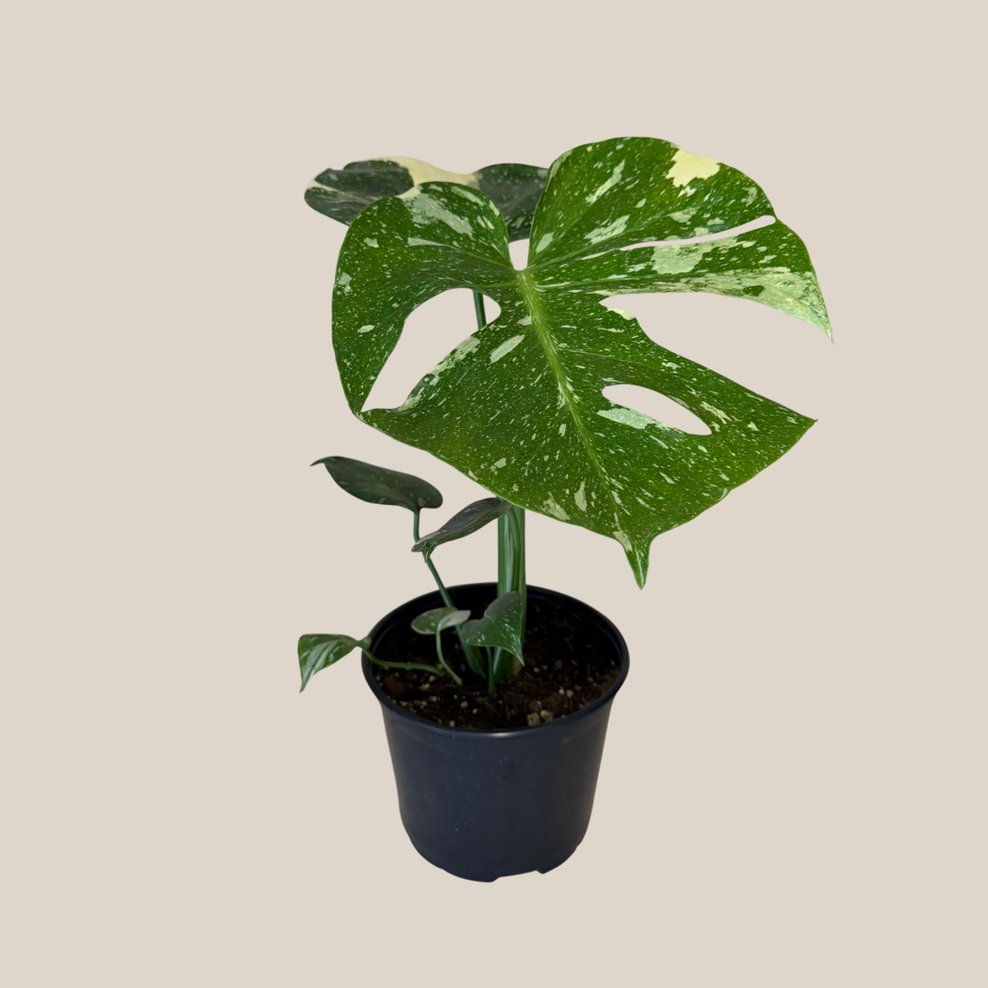 Monstera Thai Constellation (Monstera Deliciosa &