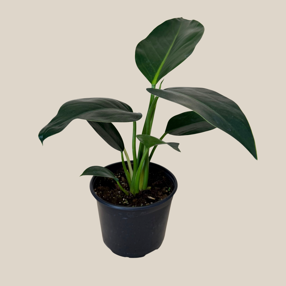 Philodendron Green Congo (Philodendron Tatei &