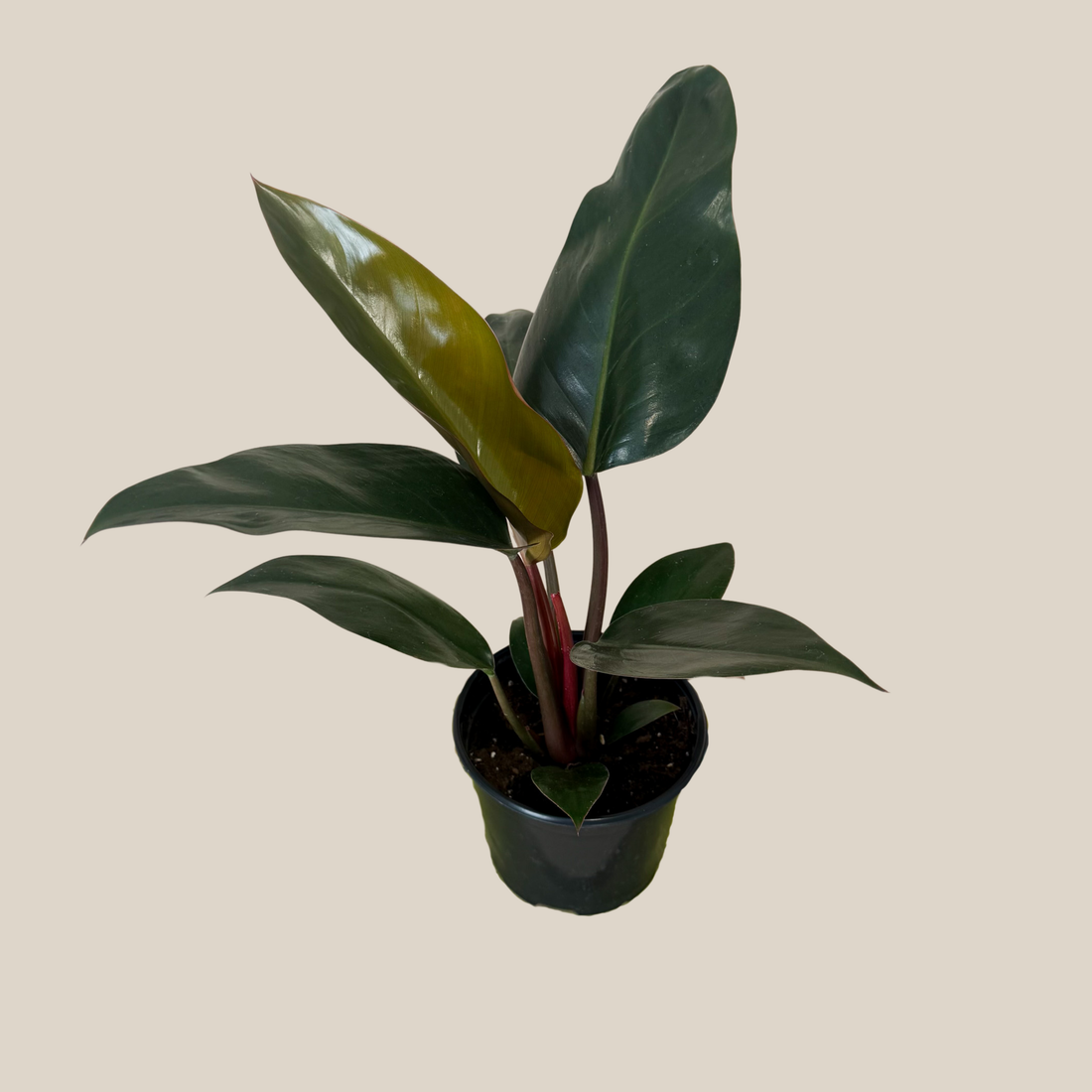 Philodendron Rojo Congo (Philodendron Tatei &