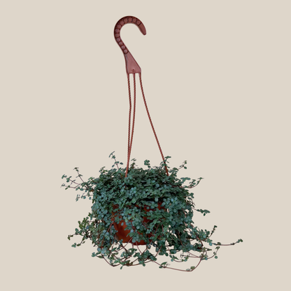 Pilea Baby Tears Silver Hanging Basket (Pilea Glauca) - 6 Inch Indoor Houseplant