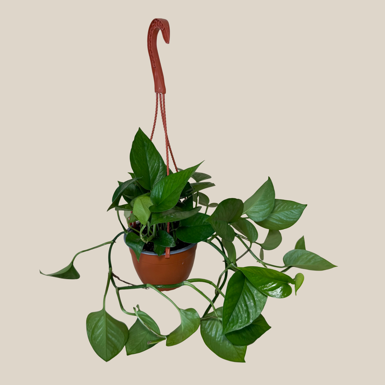 Pothos Jade Hanging Basket (Epipremnum Aureum &