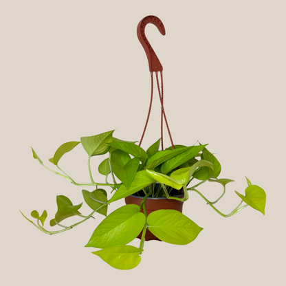 Pothos Neon Hanging Basket (Epipremnum Aureum &