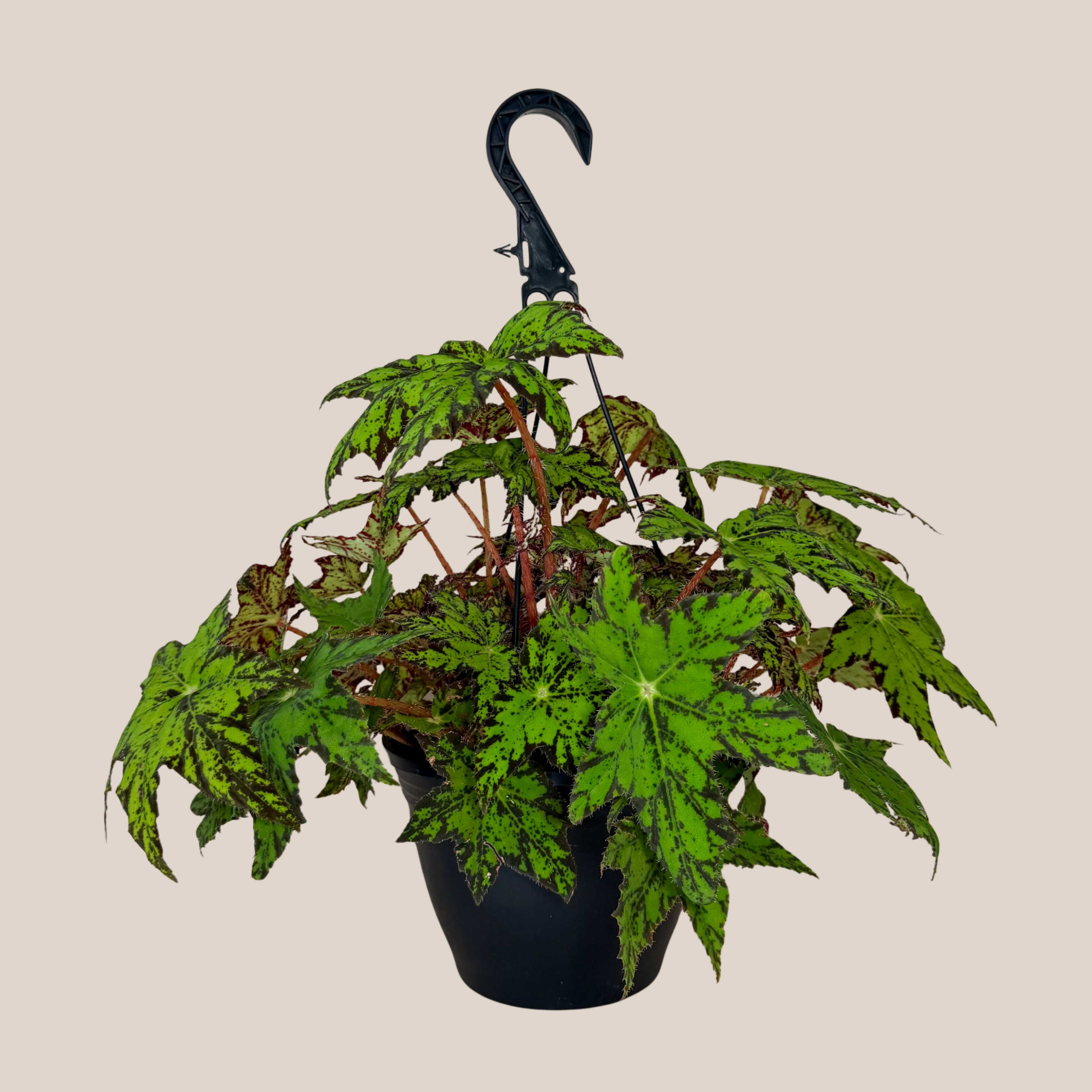 Begonia Geometry Hanging Basket (Begonia Rex-Cultorum &