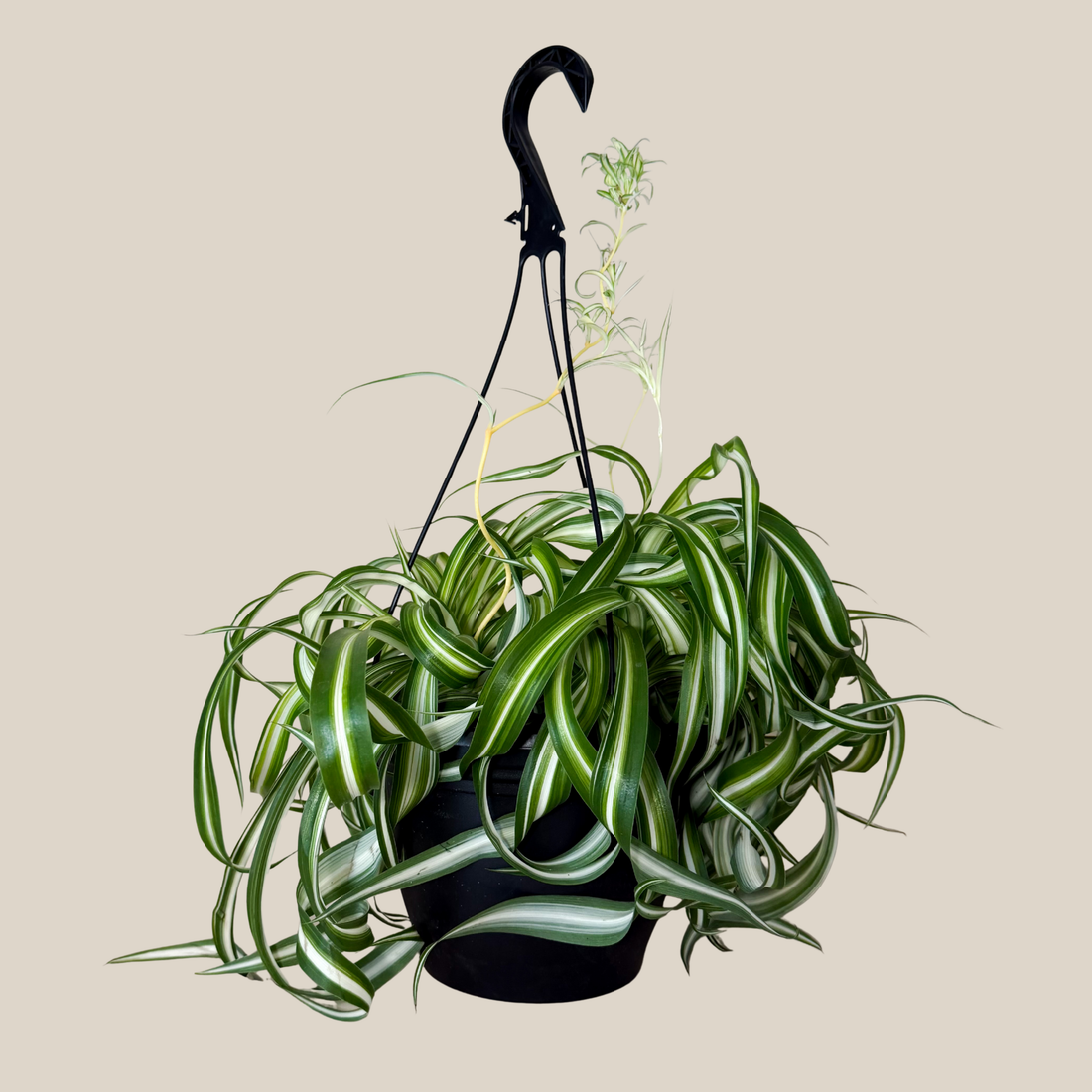 Spider Curly Hanging Basket (Chlorophytum Comosum &