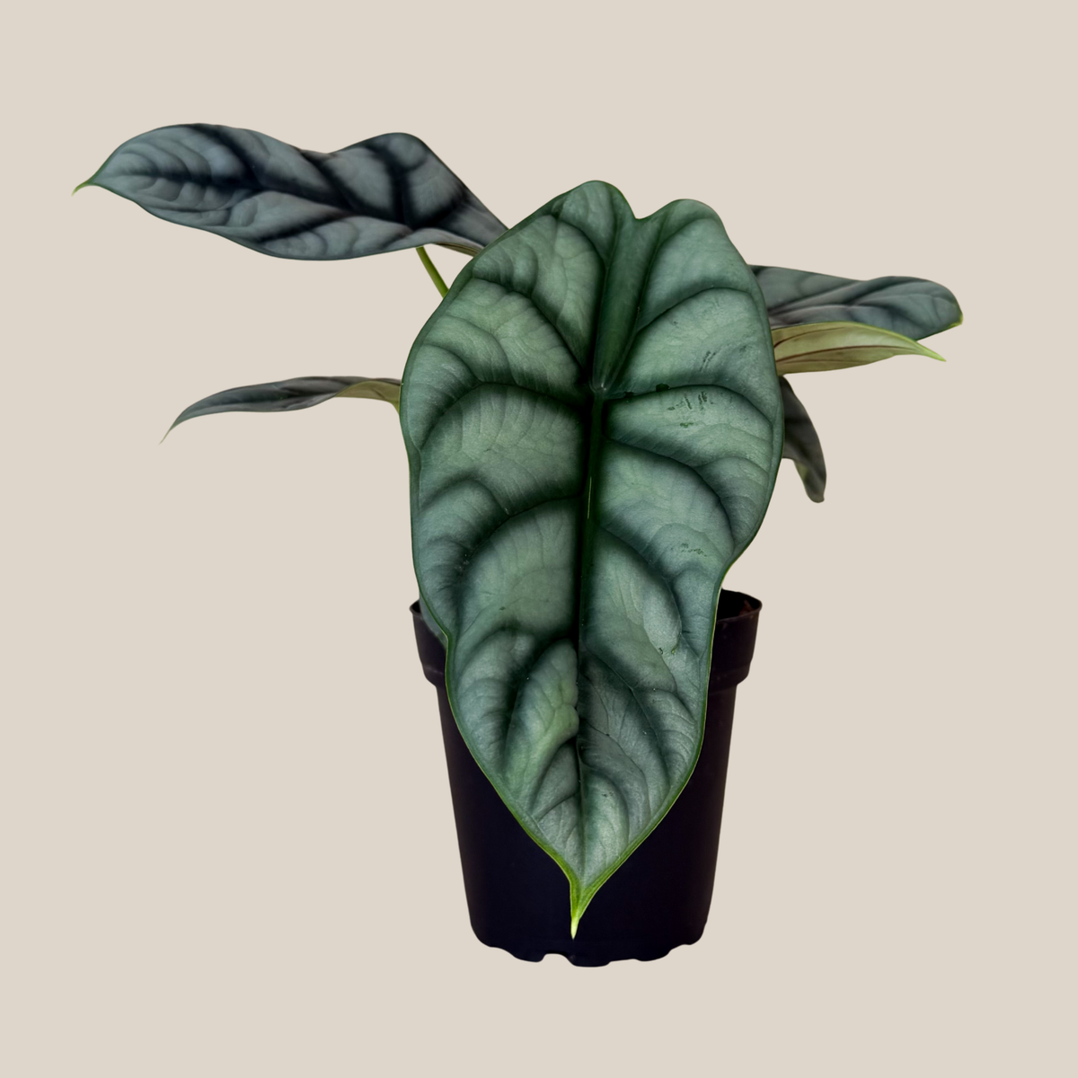Alocasia Silver Dragon (Alocasia Baginda &