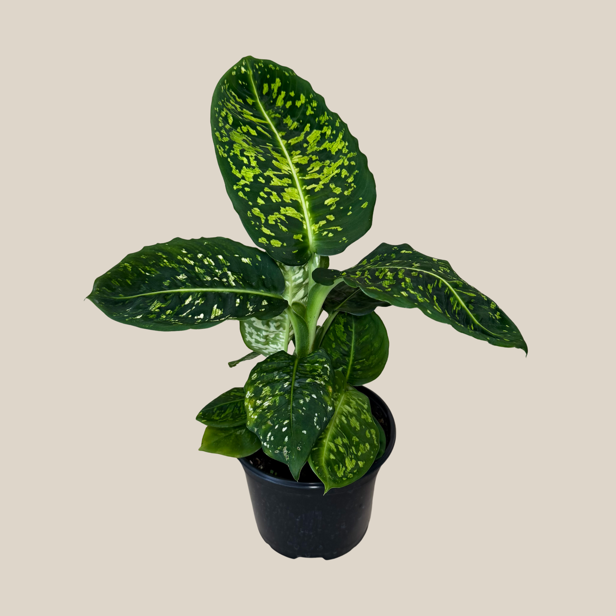 Dieffenbachia Reflector (Dieffenbachia Seguine &