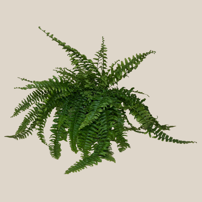 Compact Boston Fern (Nephrolepis Exaltata &