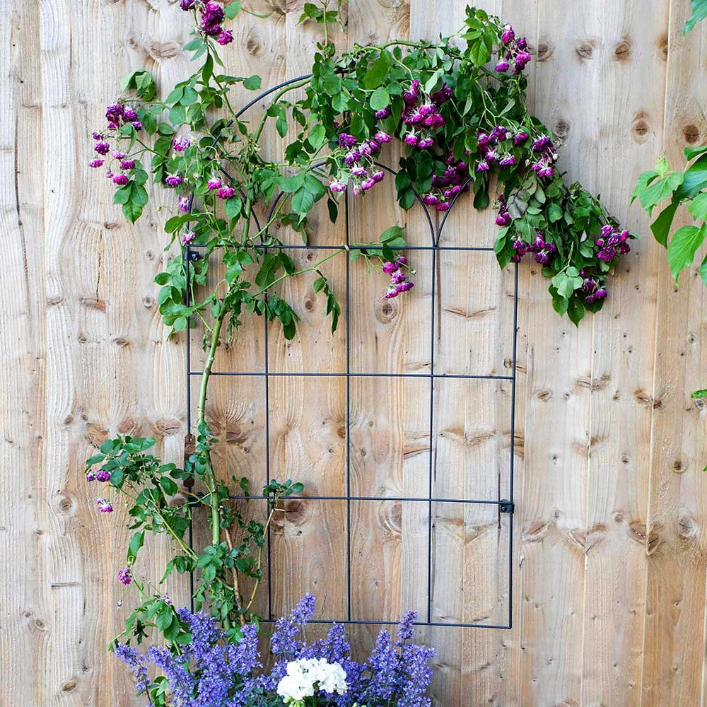 Round Wall Trellis RHS