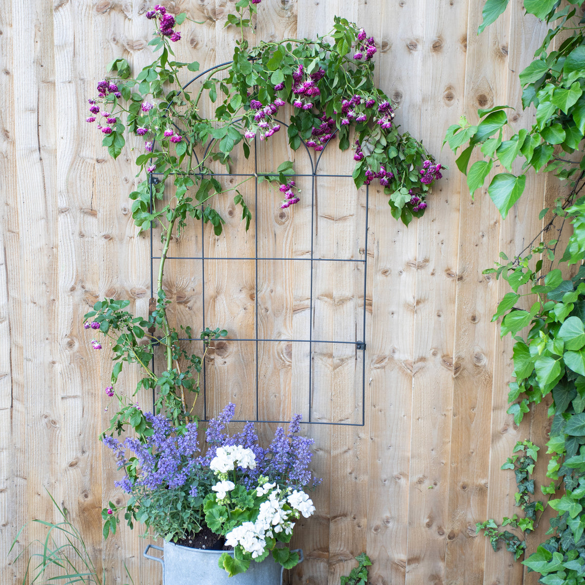 Round Wall Trellis RHS