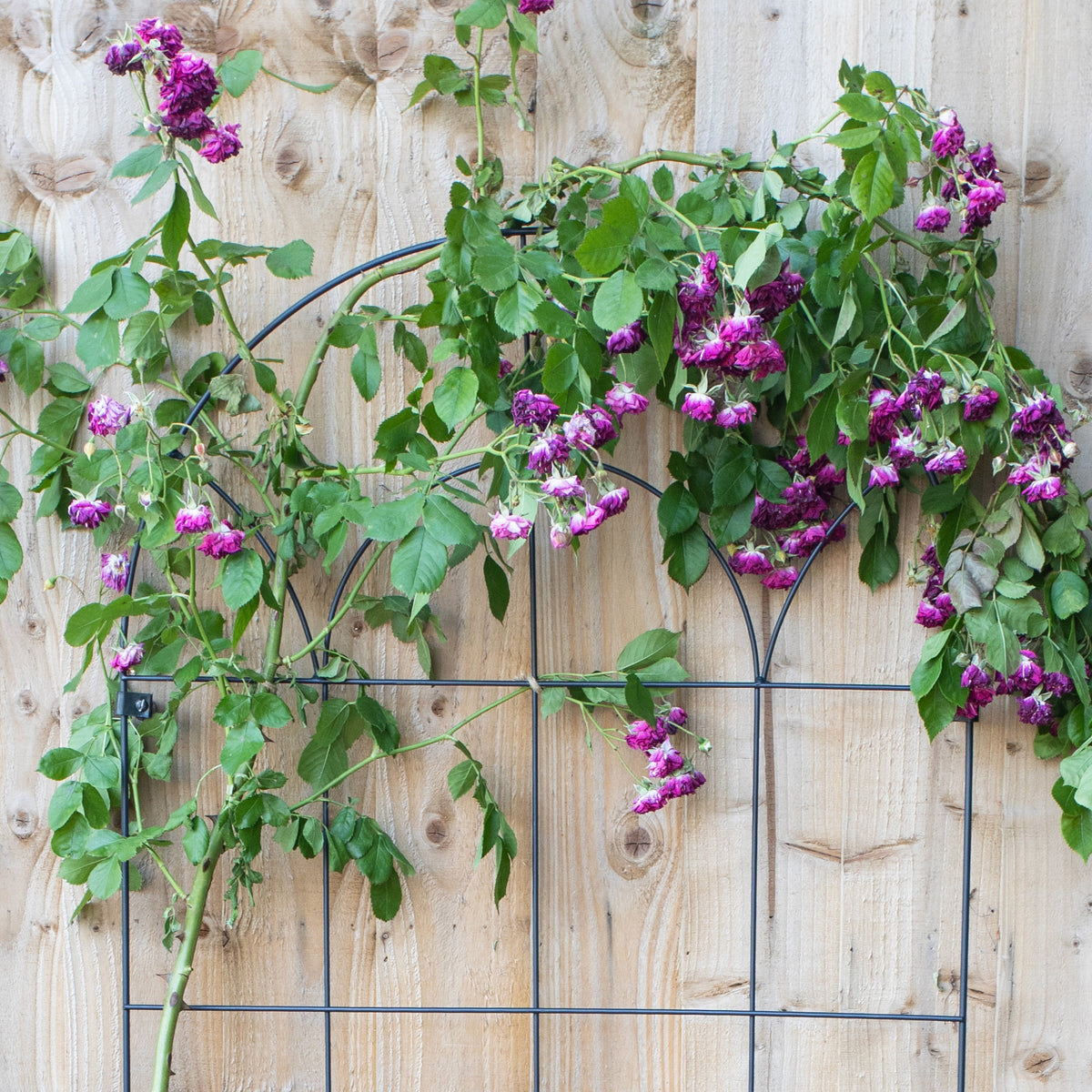 Round Wall Trellis RHS