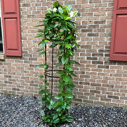 78.5" Obelisk RHS