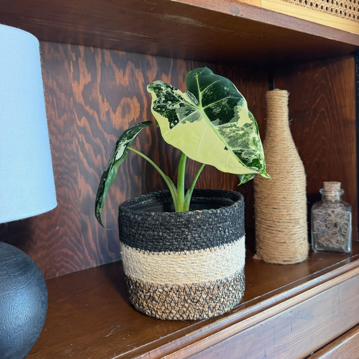 Alocasia Frydek Variegated (Alocasia Micholitziana &