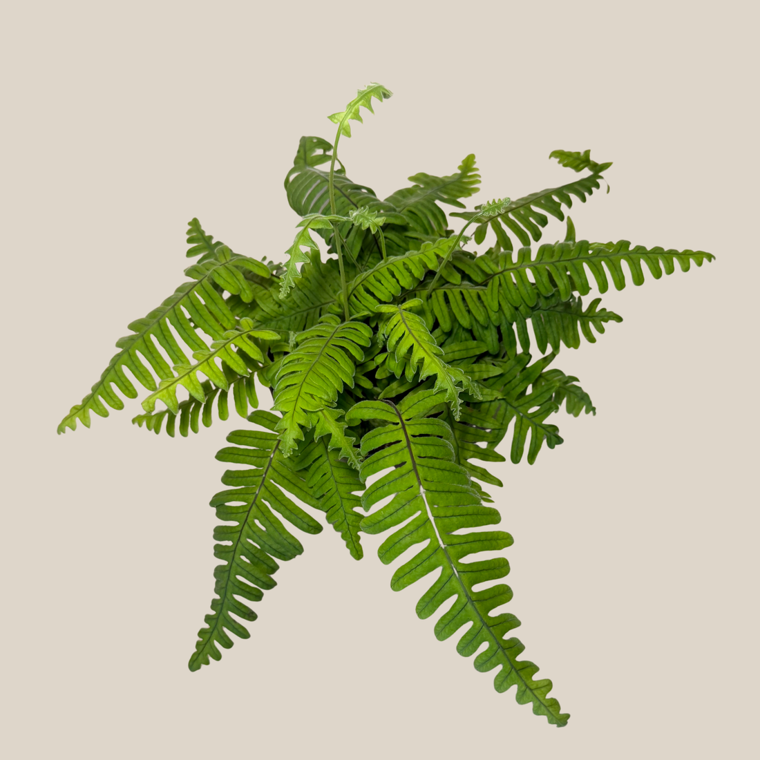 E.T. Footed Fern (Polypodium Formosanum &