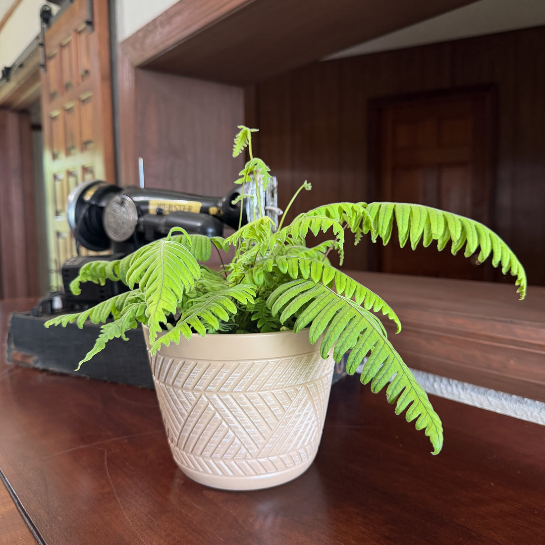 E.T. Footed Fern (Polypodium Formosanum &
