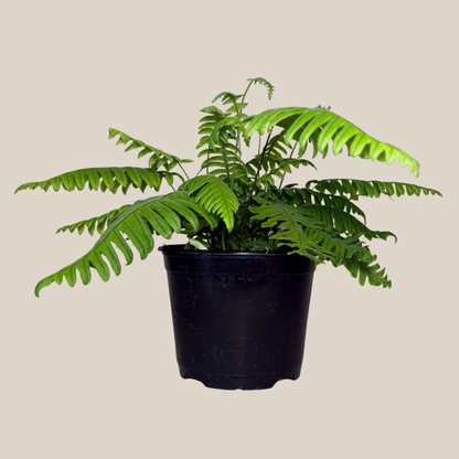 E.T. Footed Fern (Polypodium Formosanum &