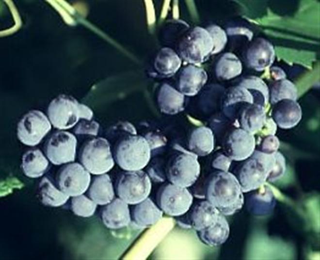 Perennial Vines