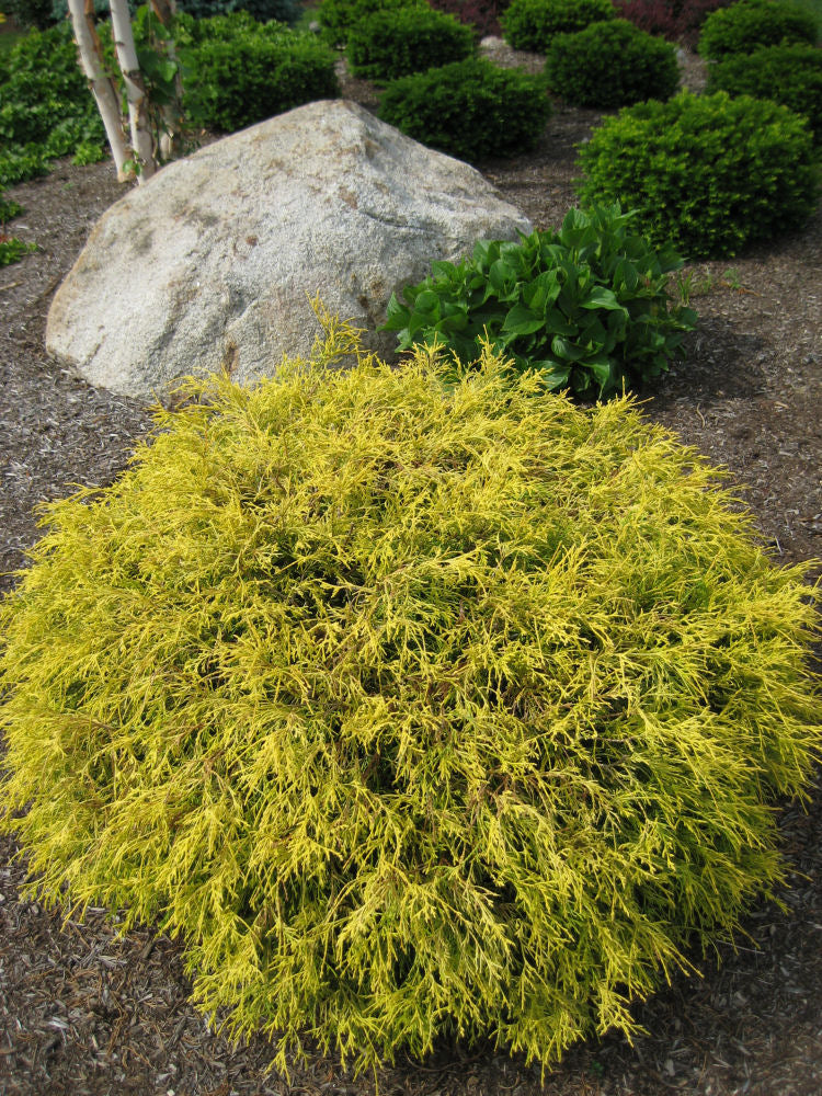Gold Mop Cypress (Chamaecyparis pisifera &