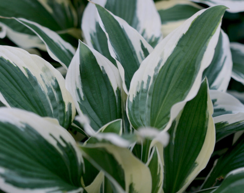 Patriot Plantain Lily (Hosta patriot &