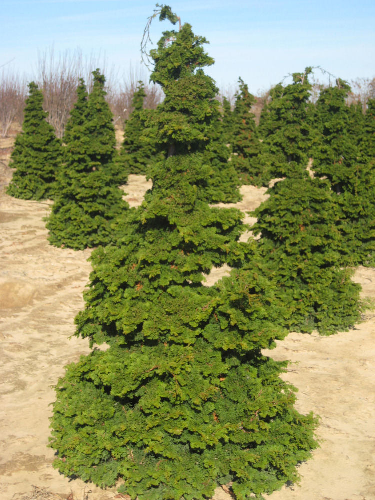 Semi-dwarf Hinoki False Cypress (Chamaecyparis obtusa &