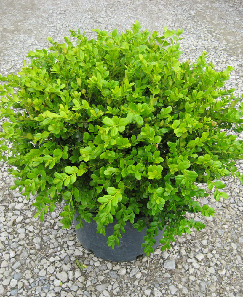 Winter Gem Boxwood (Buxus microphylla &