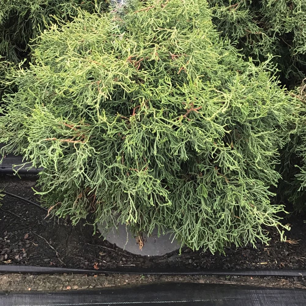 Contorta Hinoki Falsecypress (Chamaecyparis obtusa &