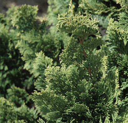 Wells Special Hinoki Cypress (Chamaecyparis obtusa &