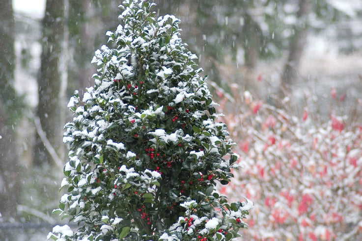 Castle Spire® Blue Holly (Ilex x meserveae &