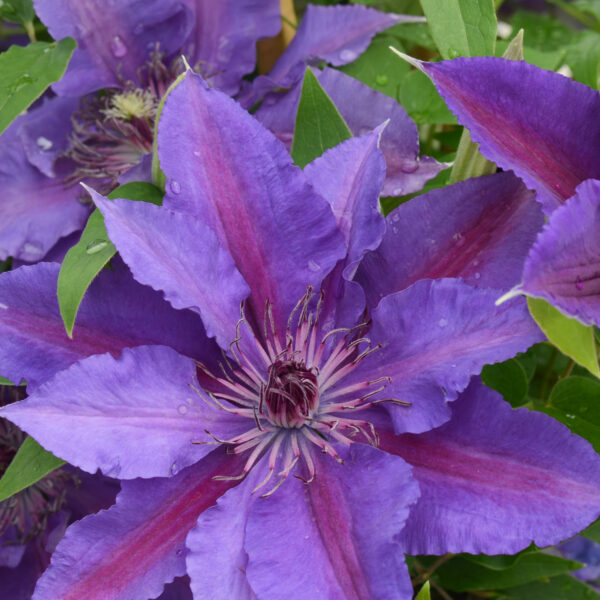 Paulie™ (Clematis paulie) - half gallon