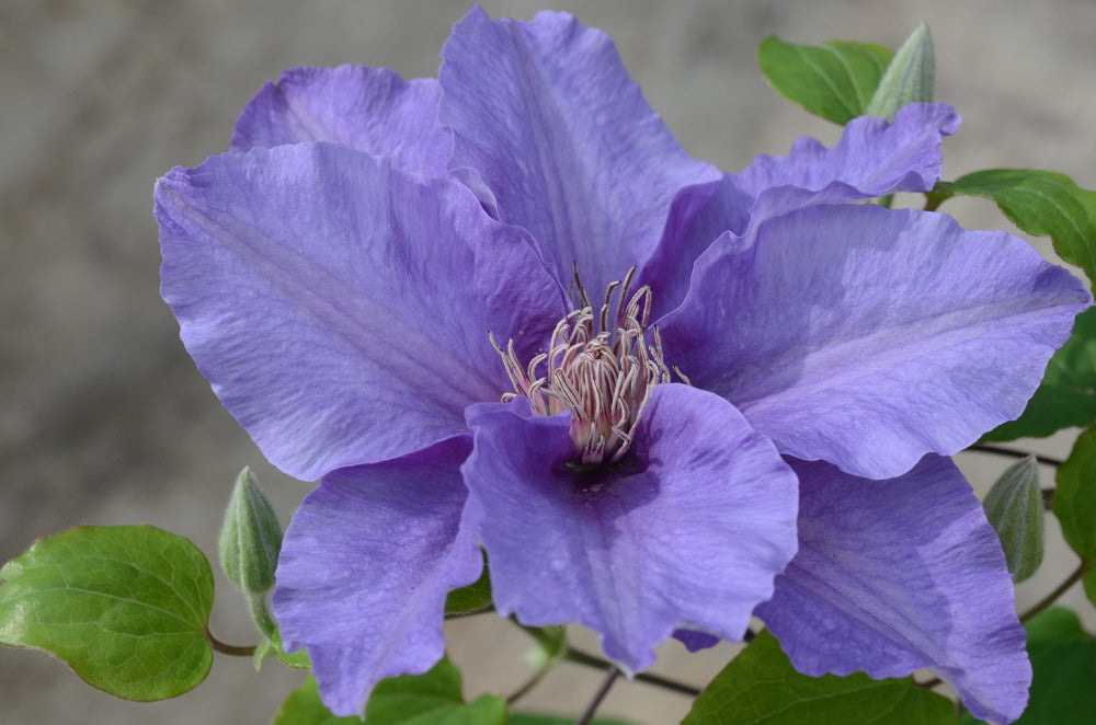 Sacha™ Clematis (Clematis sacha) - half gallon