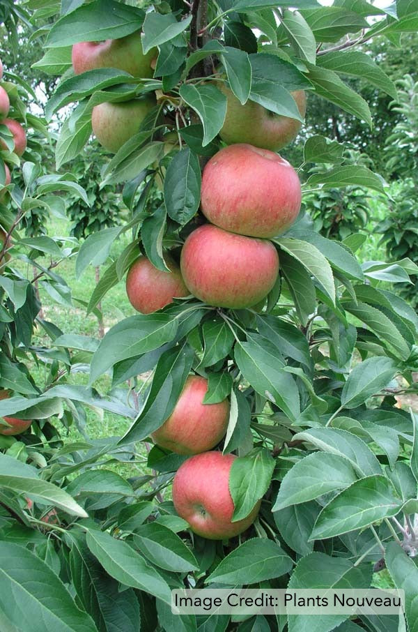 Fruit Snacks™ Blushing Delight™ Apple (Malus Fruit Snacks Blushing Delight Malus &