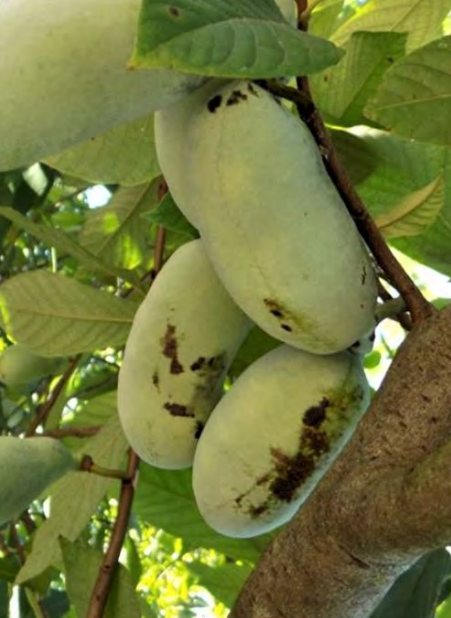 Pawpaw (Asimina triloba) - 3 gallon