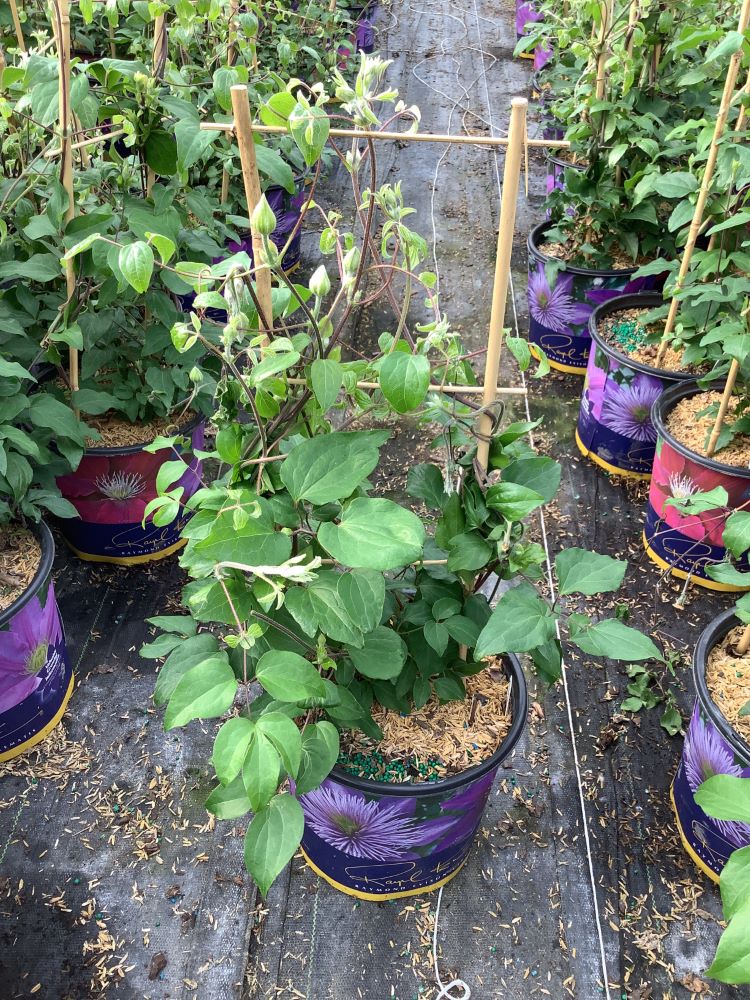 Duchess of Cornwall Clematis (Clematis &