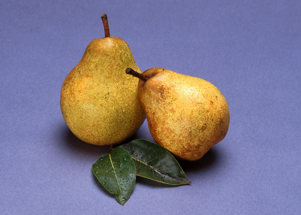 Bartlett Pear (Pyrus &