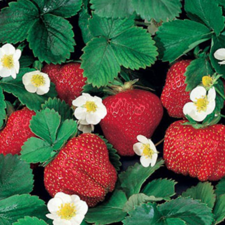 Fragaria Ozark Beauty Everbearing Strawberry (Fragaria ozark &