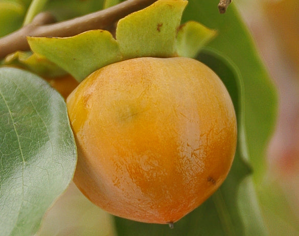 American Persimmon (Diospyros virginiana) - 1 gallon 18"