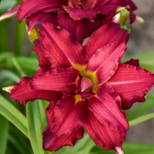 Double Pardon Me Daylily (Hemerocallis double &