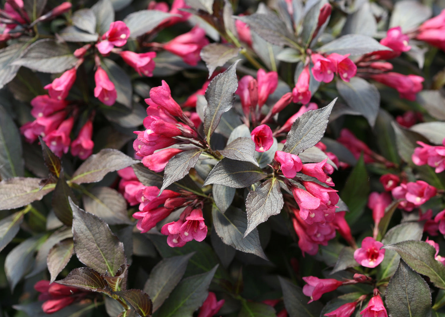 Spilled Wine® Weigela (Weigela spilled &