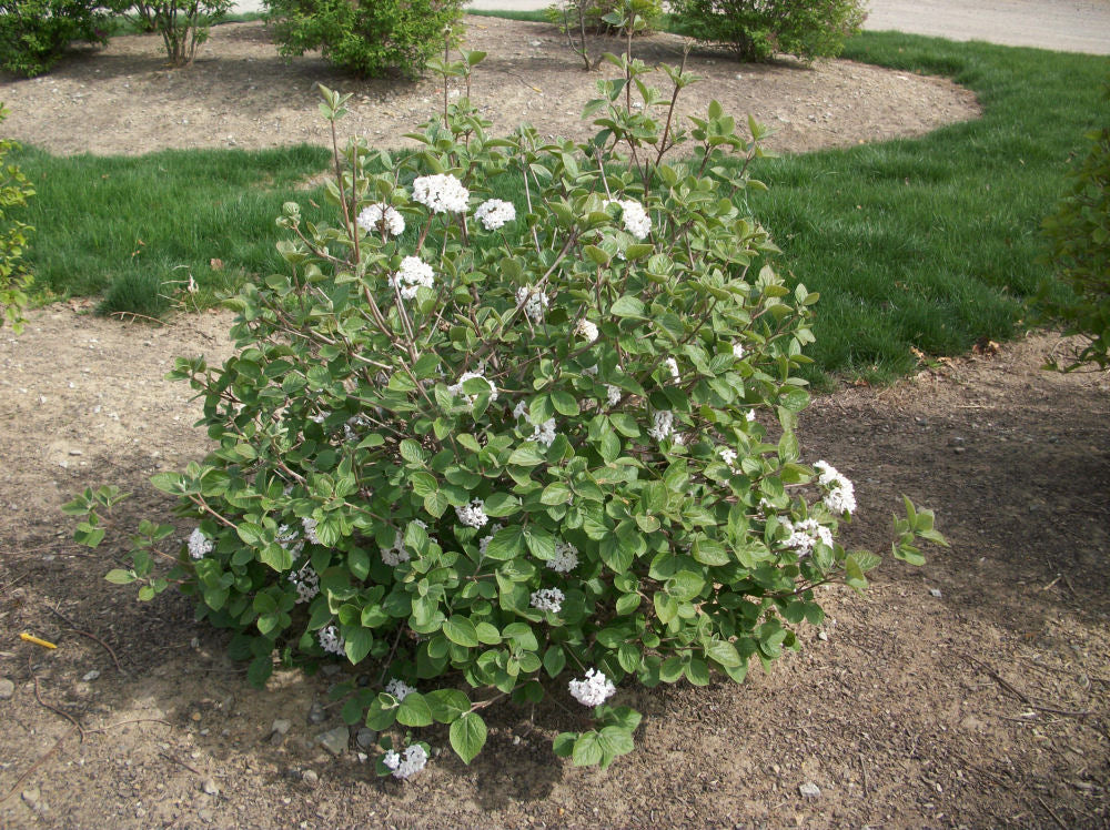 Korean Spice Viburnum (Viburnum x &