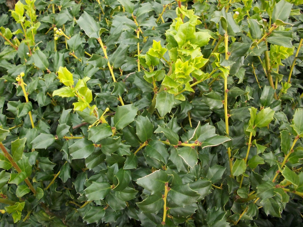 China Boy™ Meserve Holly (Ilex x meserveae &