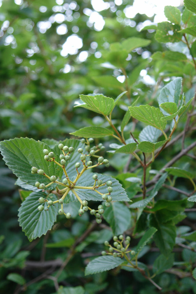 Chicago Lustre™ Viburnum (Viburnum dentatum &