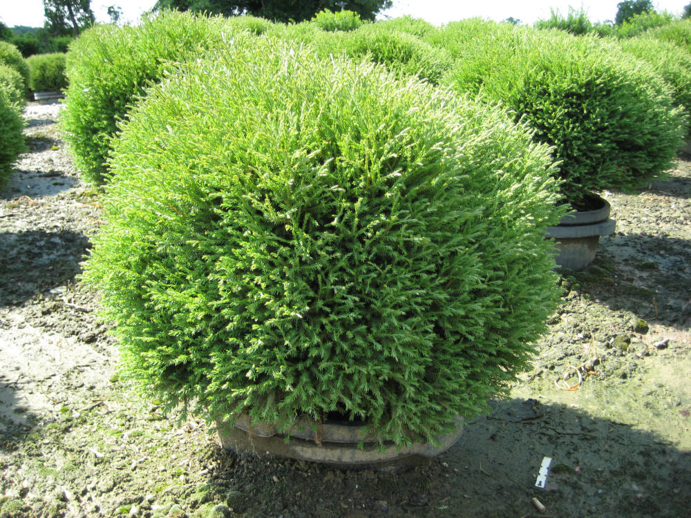 Mr. Bowling Ball™ Arborvitae (Thuja occidentalis &