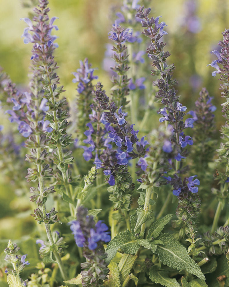 Marcus™ Meadow Sage (Salvia x &