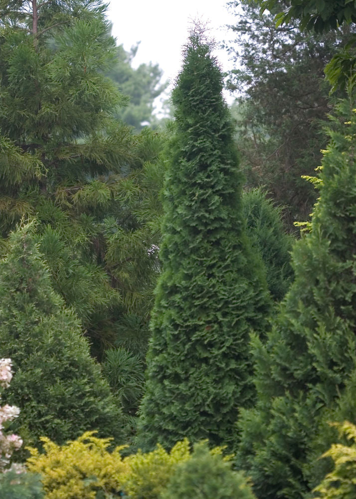 North Pole® Arborvitae (Thuja occidentalis &
