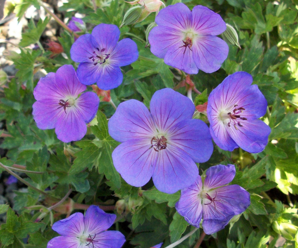 Rozanne™ Cranebill (Geranium x &