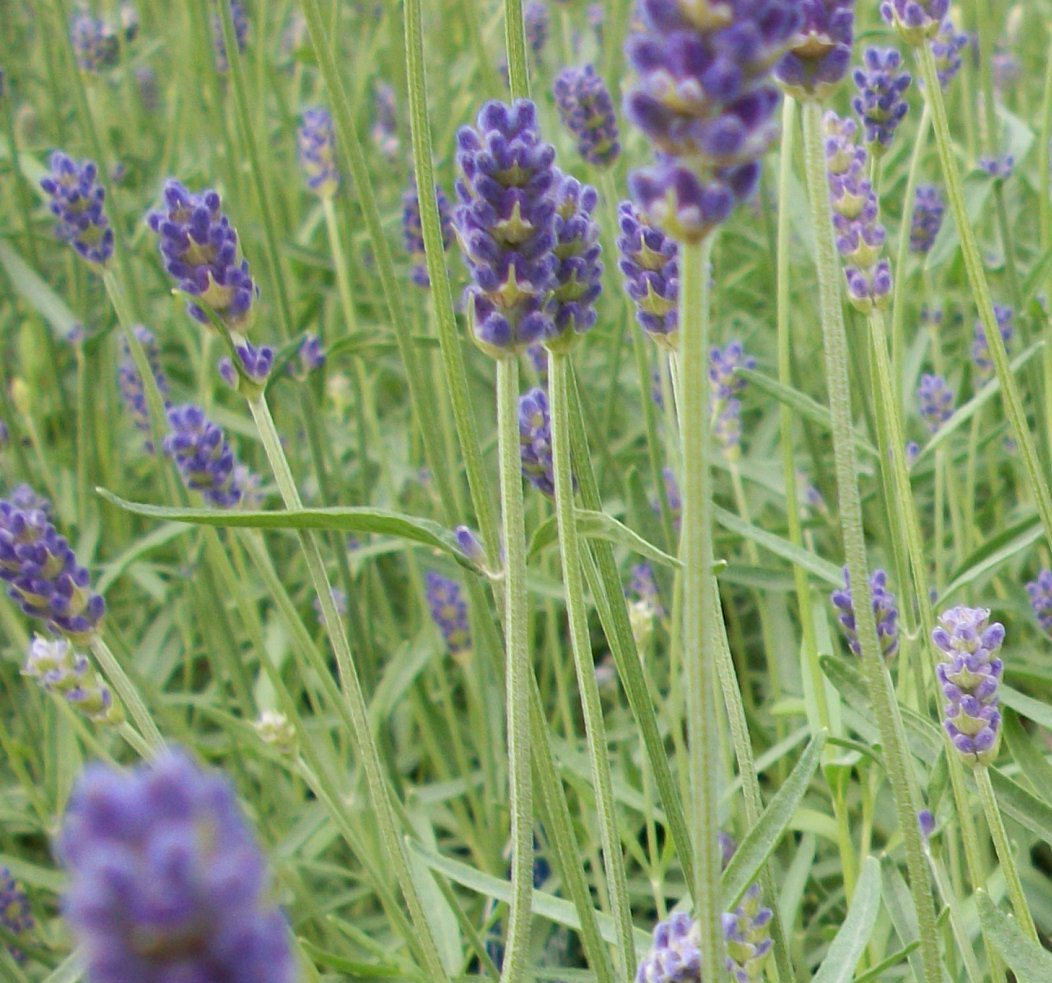 Provence Lavender (Lavandula x &